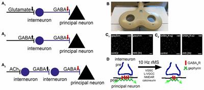 Releasing the Cortical Brake by Non-Invasive Electromagnetic Stimulation? rTMS Induces LTD of GABAergic Neurotransmission